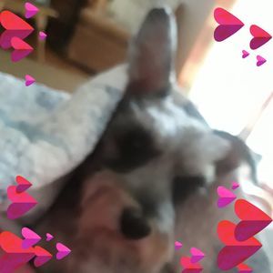 Meet your Posher, Bonnie